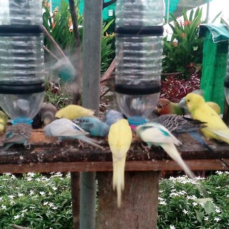 T Garden Villa Pantai Cenang  Buitenkant foto